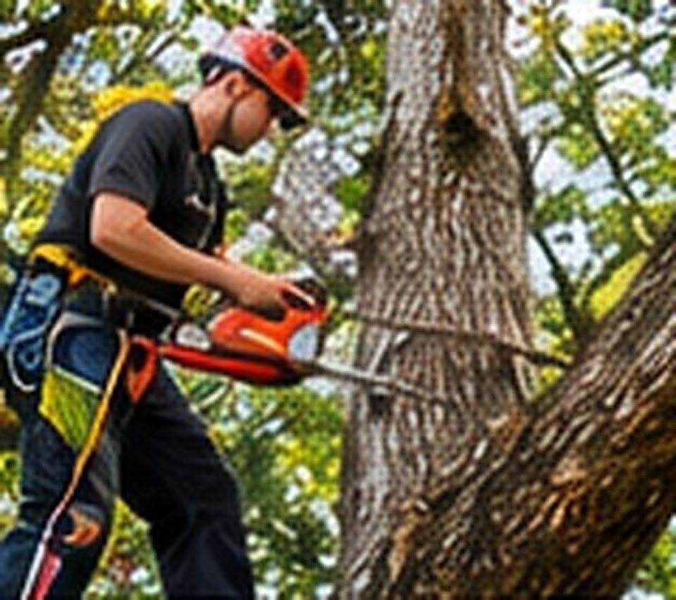 A tree service worker cutting a branch with a chainsaw.